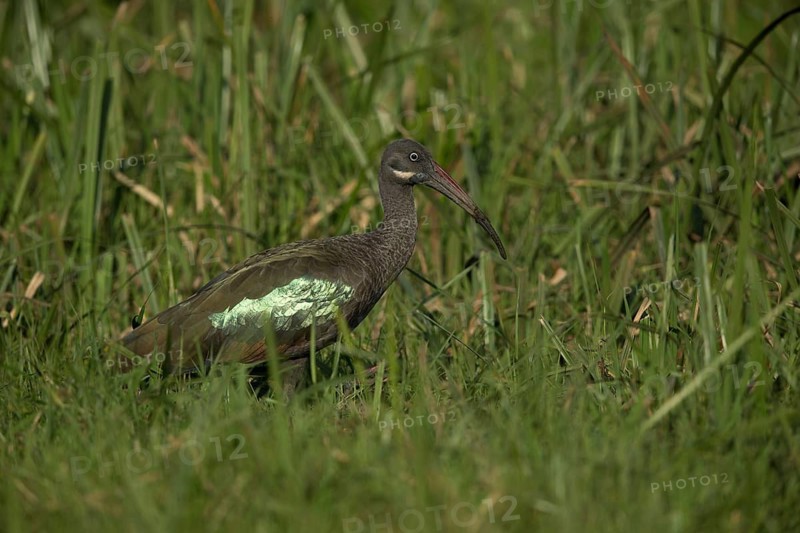 Hadada Ibis (Bostrychia hagedash nilotica) foraging, Kafa, Ethiopia