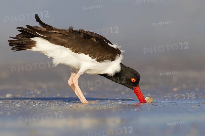 American Oystercatcher (Haematopus palliatus), Florida, USA