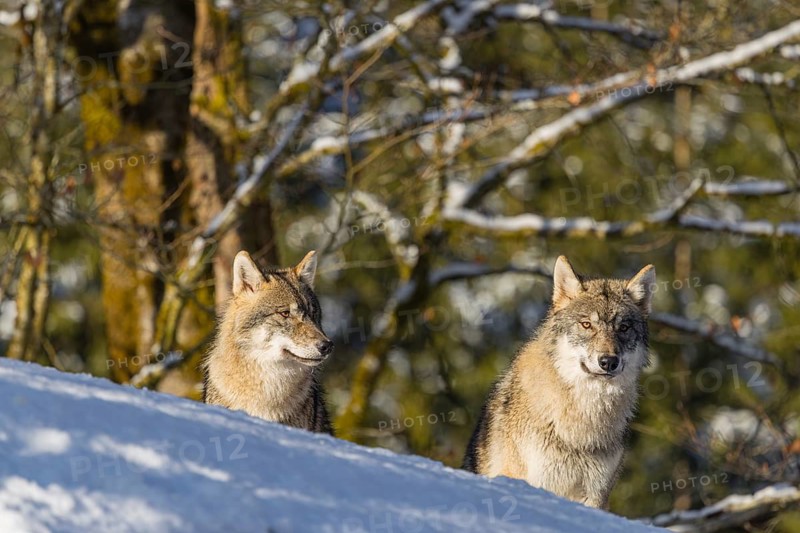 Two grey wolves (Canis lupus lupus) sit on a snow-covered hill on a sunny day, half of which conceals them. A forest can be seen in the background