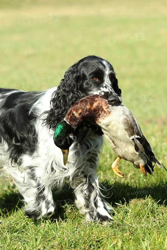 Hunting dog, English Springer Spaniel, female, black and white, retrieves mallard drakes (Anas platyrhynchos) for training purposes, Allgäu, Bavaria, Germany
