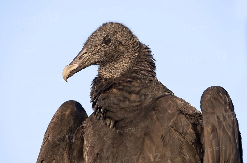 Black Vulture (Coragyps atratus)