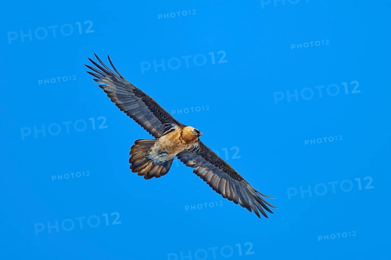 Bearded vulture (Gypaetus barbatus), a majestic bird glides with outstretched wings in the bright sky, Gemmi Pass, Leukerbad, Leuk, Valais, Switzerland
