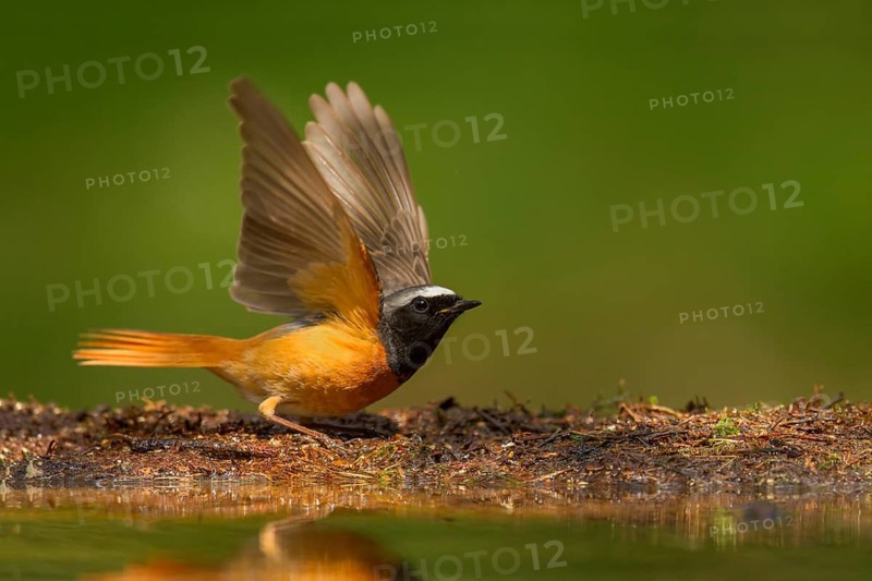 Common Redstart (Phoenicurus phoenicurus) male, Utrecht, Netherlands