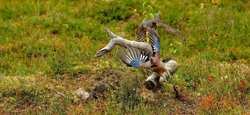 Sparrowhawk (Accipeter nisus) attacking a jay (Garrulus glandarius) in flight with raised head feathers, autumn mood, detail, Northern Finland, Finland
