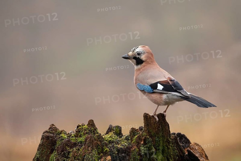 Eurasian Jay (Garrulus glandarius) perched on a stump, North Rhine-Westphalia, Germany