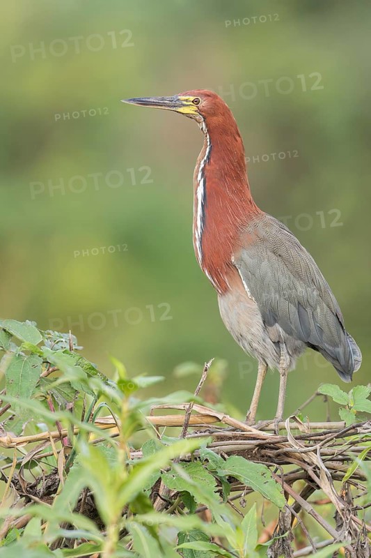 Rufescent Tiger Heron (Tigrisoma lineatum) perched on a branch in the Pantanal of Brazil
