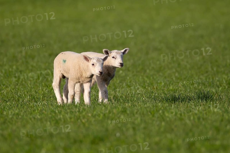 Domestic sheep (Ovis aries) two juvenile baby lambs farm animals in a grass field in springtime, England, United Kingdom