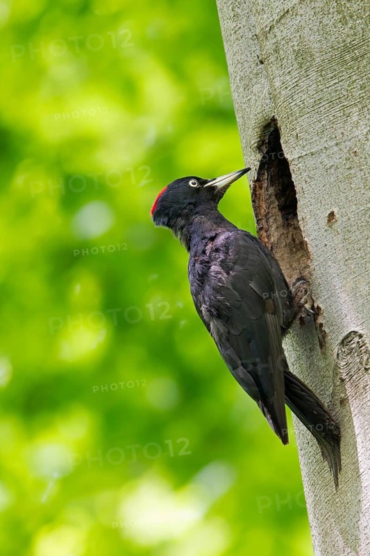 Black woodpecker, (Dryocopus martius), mTuiere, birds, woodpeckers, family of the true woodpeckers, at breeding cavity, feeding young birds, forest park, Mannheim, Baden-Württemberg, Germany