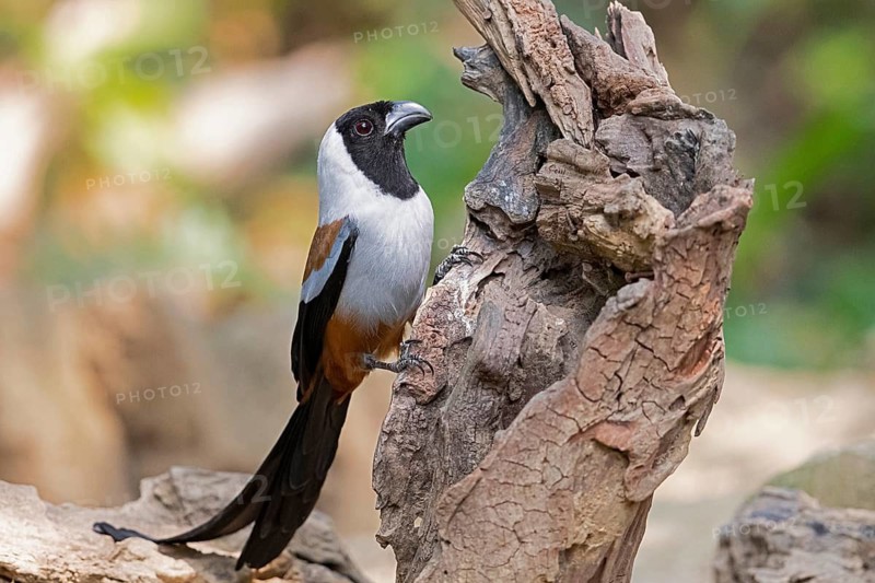 Collared Treepie (Dendrocitta frontalis), Yunnan, China