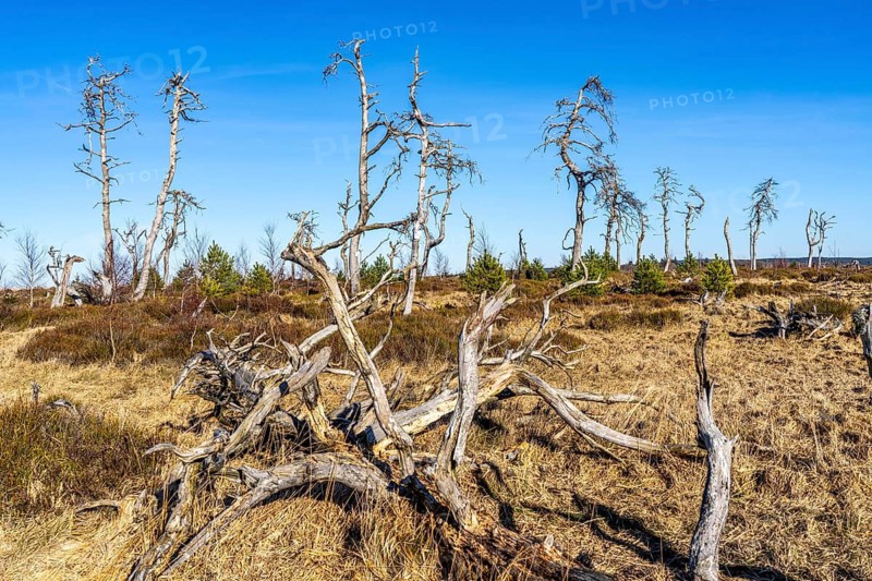 Noir Flohay ghost forest, remnants of a forest fire from 2011 in the High Fens, high moor, in the Eifel and Ardennes region, High Fens-Eifel nature park Park, north-east of Baraque Michel, Belgium, Wallonia