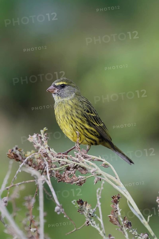 Black-chinned Seedeater (Crithagra scotops), Forest Seedeater, adult, male, foraging, on wait, Kirstenbosch Botanic Gardens, Cape Town, South Africa