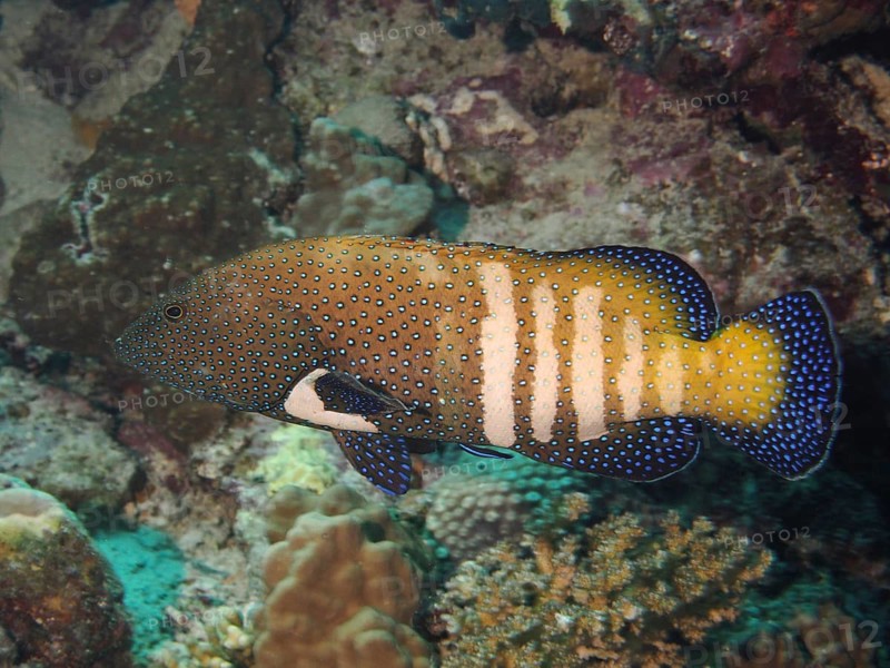 Peacock grouper (Cephalopholis argus)