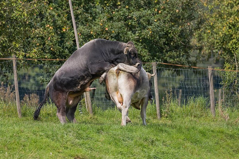 Tyrol Grey cattle standing on a pasture. Bull tries to copulate