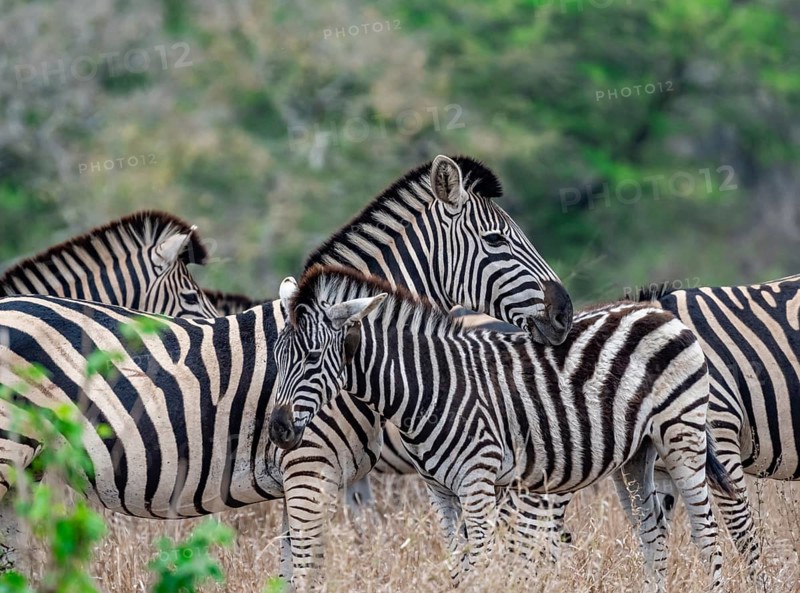 Plains zebras (Equus quagga), mother with young, in high grass, Kruger National Park, South Africa
