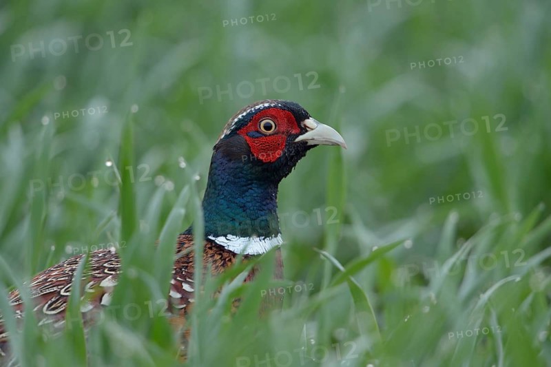 Common Pheasant (Phasianus colchicus) male on field, North Rhine-Westphalia, Germany