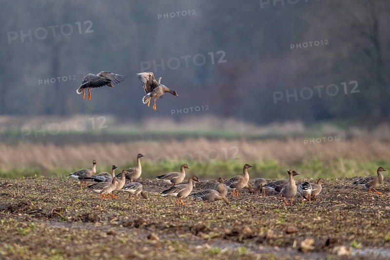 Bean geese (Anser fabalis), flying, Emsland, Lower Saxony, Germany