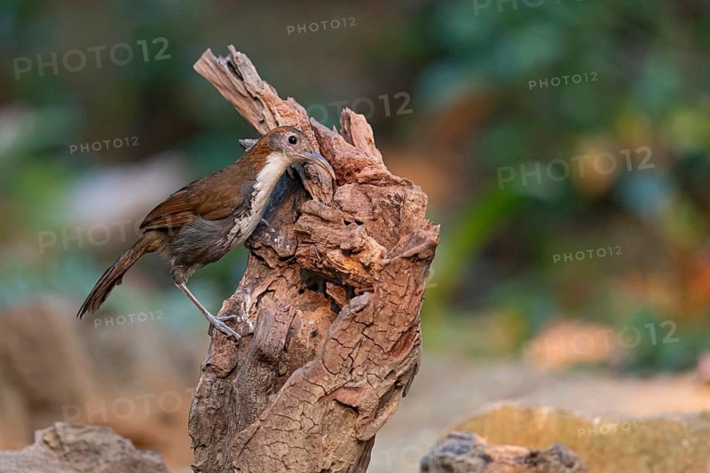Large Scimitar Babbler (Pomatorhinus hypoleucos tickelli), Yunnan, China