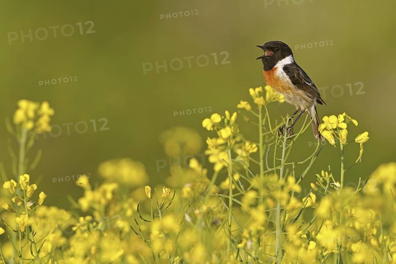 European Stonechat (Saxicola rubicola) male singing, Rhineland-Palatinate, Germany