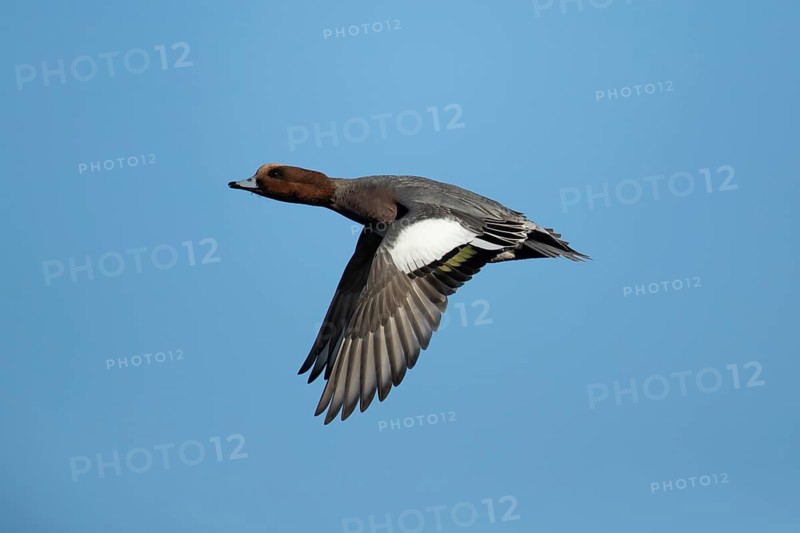 Wigeon duck (Anas penelope) adult male bird in flight in winter, RSPB Frampton marsh nature reserve, Lincolnshire, England, United Kingdom