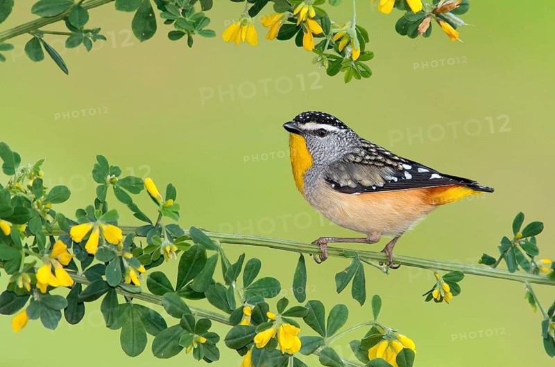 Spotted Pardalote (Pardalotus punctatus xanthopyge) male, Victoria, Australia