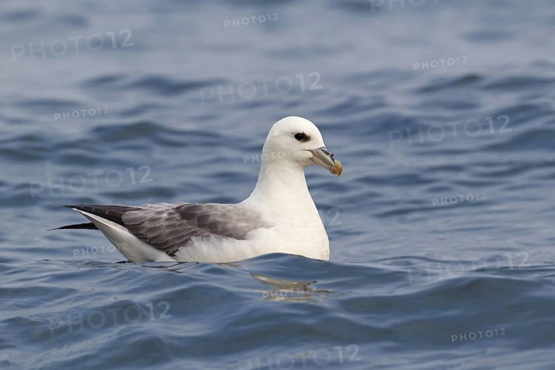 Northern Fulmar (Fulmarus glacialis), Iceland