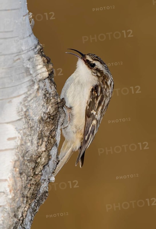 Brown Creeper (Certhia americana), Ontario, Canada