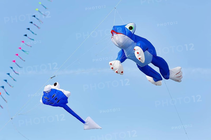 Two kites flying in the sky, blue frog and tadpole, kite festival in Vinsebeck, Steinheim, Eggegebirge nature park Park and southern Teutoburg Forest, Weserbergland, North Rhine-Westphalia, Germany
