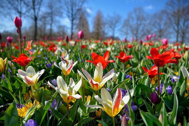 Flower splendour with colourful Tulips (Tulipa) and Crocus (Crocus) in spring, Keukenhof, Lisse, Province South Holland, Netherlands