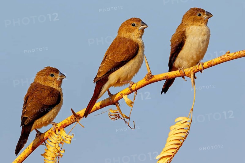African silverbill, silver beak, silver pheasant, trusting bird, ornamental bird in Europe, family of finches, (Euodice), (Lonchura cantans), three birds, Ayn Tobroq and Ayn Athum junction, Salalah, Dhofar, Oman
