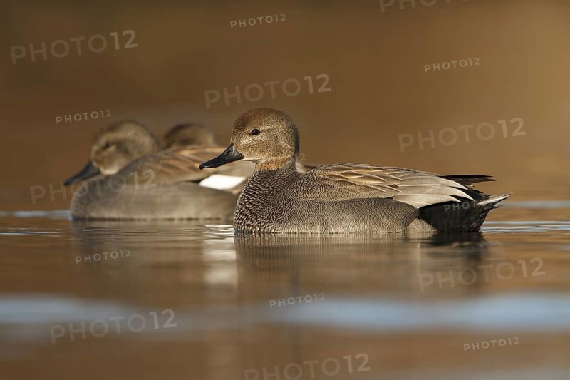 Gadwall (Mareca strepera), Utrecht, Netherlands