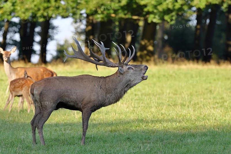 Red deer (Cervus elaphus) in rutting season, capital stag with hinds roaring in a forest clearing, wildlife, Sauerland, North Rhine-Westphalia, Germany