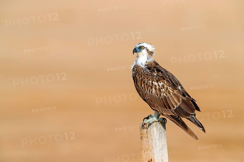 An osprey in search of food, (Pandiaon haliaetus), family of birds of prey, biotope, habitat, perch, Barr Al Hikman, Shannah, Ash Sharqiyah South, Oman