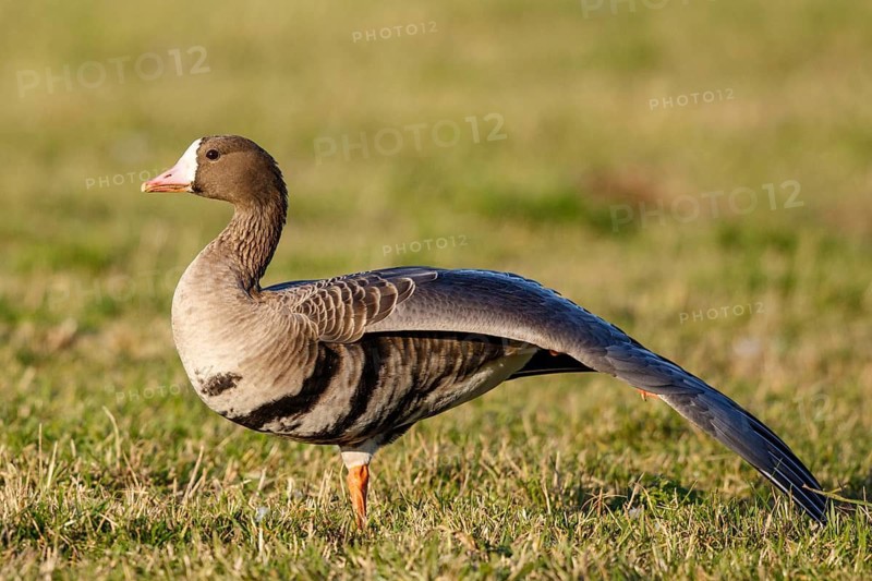 Greater White-fronted Goose (Anser albifrons) stretching wing, North Rhine-Westphalia, Germany