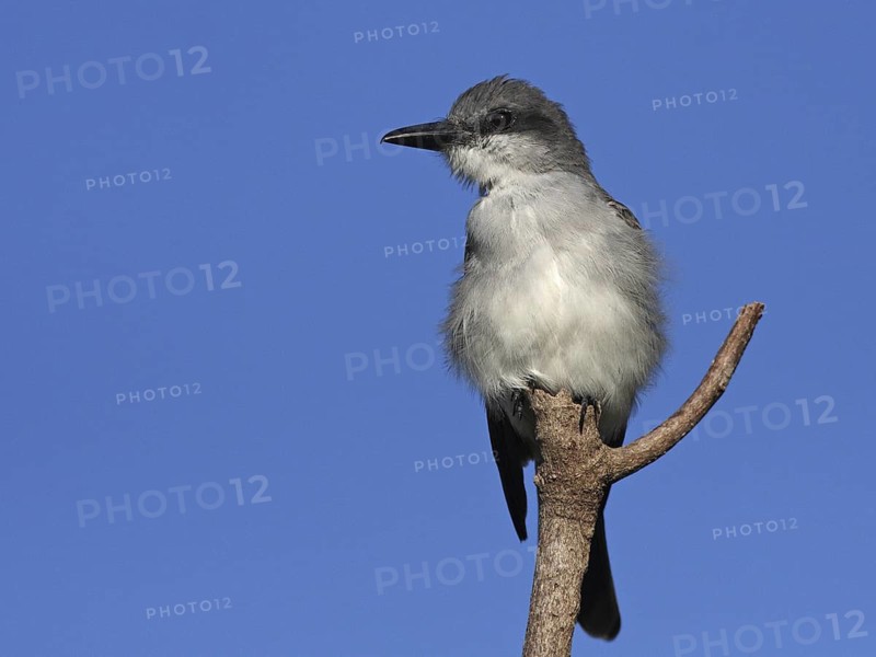 Grey Kingbird (Tyrannus dominicensis), Antigua