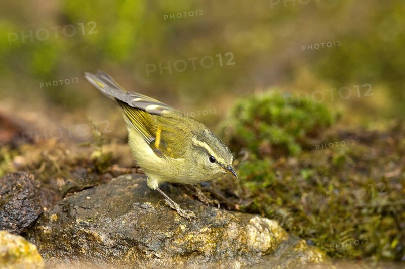 Buff-barred Warbler (Phylloscopus pulcher), Yunnan, China