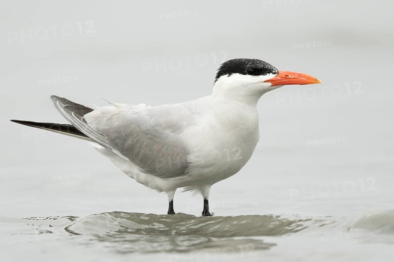 Caspian Tern (Hydroprogne caspia), Gambia