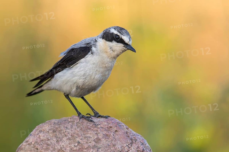Northern Wheatear (Oenanthe oenanthe) perched on a stone, Poland