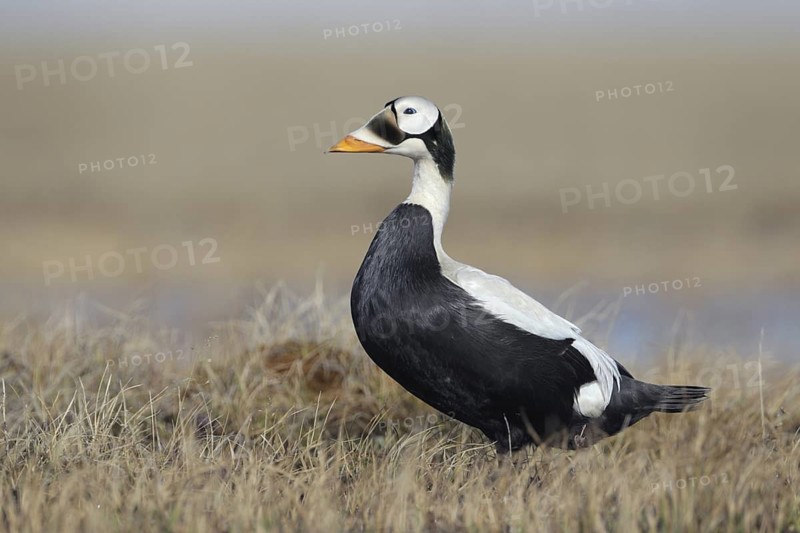 Spectacled Eider (Somateria fischeri) male, Alaska, USA