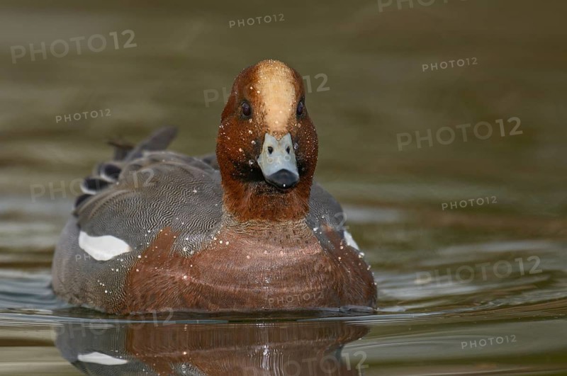 Eurasian Wigeon (Mareca penelope) male, Arizona, USA