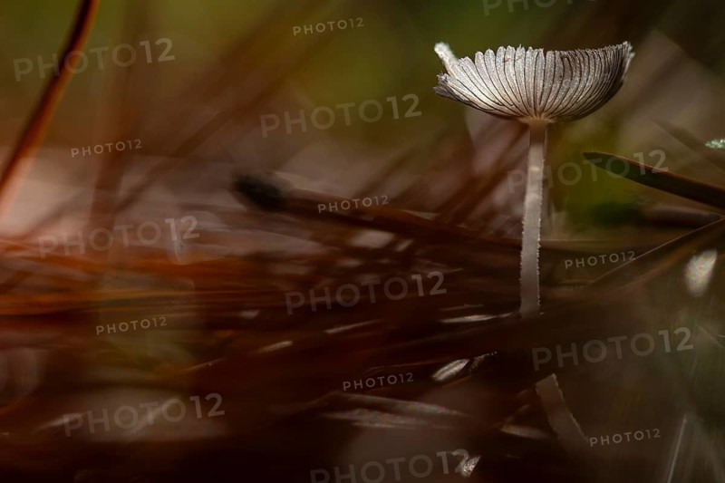A solitary mushroom stands gracefully amidst blurred forest foliage, its delicate cap illuminated by soft morning light. The scene evokes tranquility and natural beauty