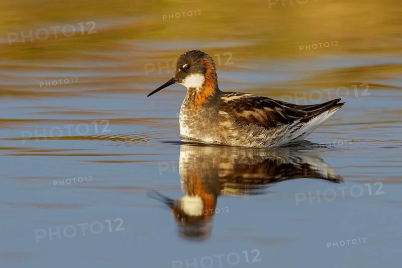 Red-necked Phalarope (Phalaropus lobatus) in a pond near Nome, Alaska