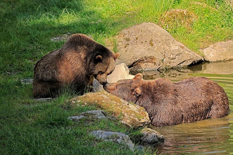 Eurasian brown bear (Ursus arctos arctos), adult, female, young, in water, relaxed, social behaviour, in summer, Bavarian Forest National Park, Germany