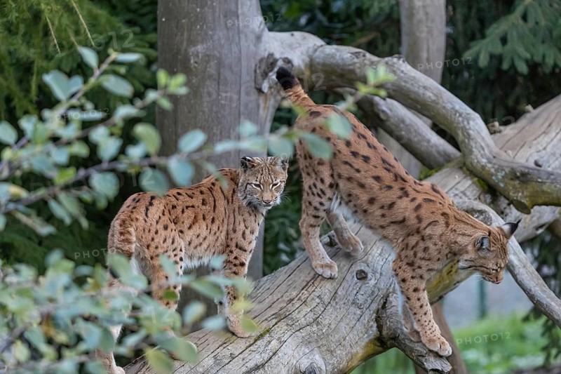 Two Eurasian lynx, (Lynx lynx), standing on a dead tree. Forest in the background