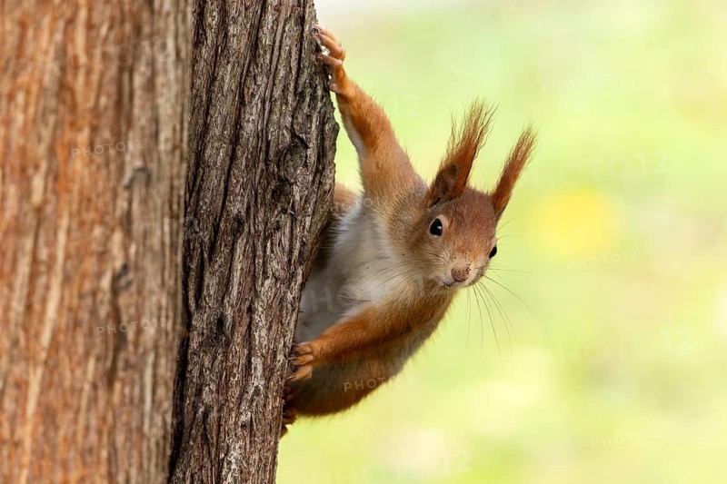 Eurasian red squirrel (Sciurus vulgaris) on a tree, wildlife, Germany