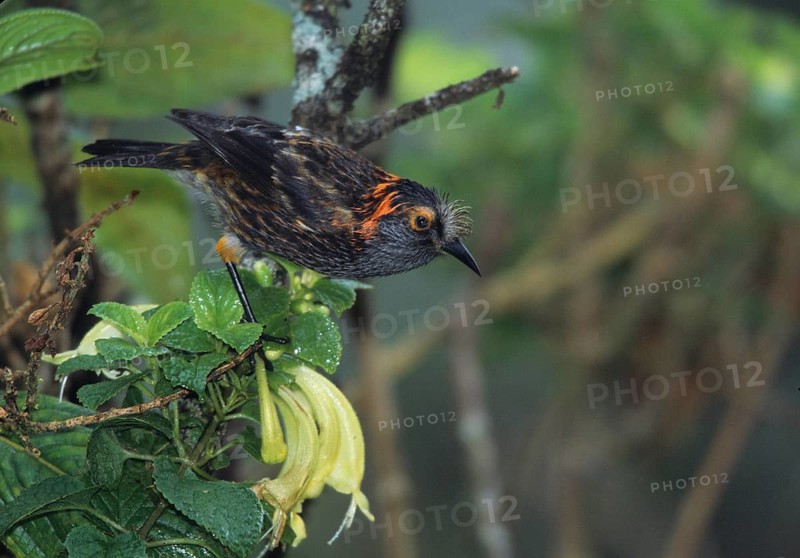 Maui endemic species, Endangered Hawaiian Honeycreeper Photographed on Maui at Hanawi State Preserve. This is an In the hand photo