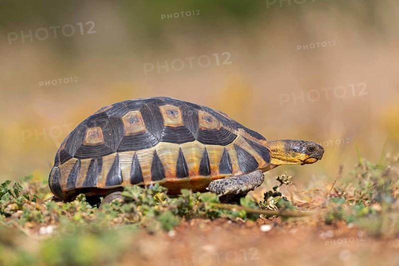 Africa, South Africa, African beaked tortoise, (Chersina angulat), Angulate tortoise, Reptile, Reptiles, Turtle, West Coast National Park, Langebaan, Western Cape