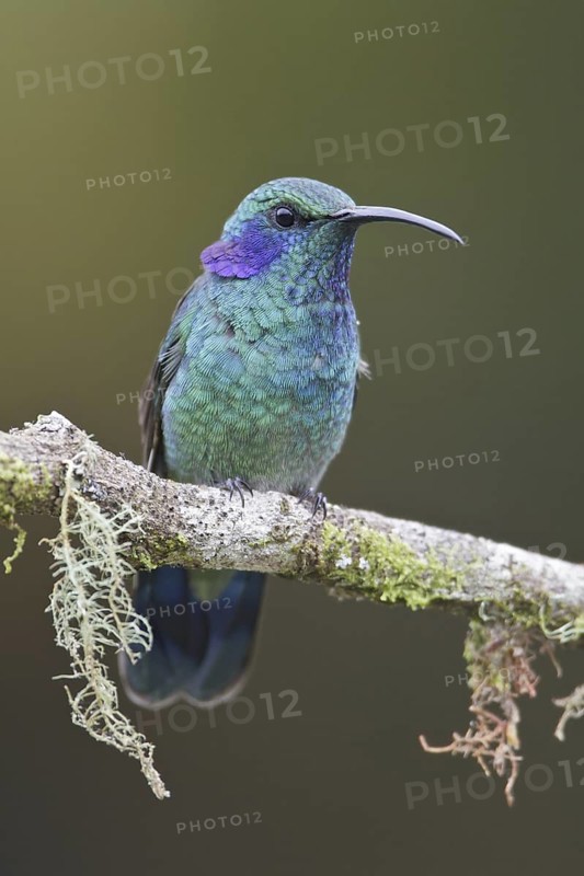 Green Violetear (Colibri thalassinus), Costa Rica