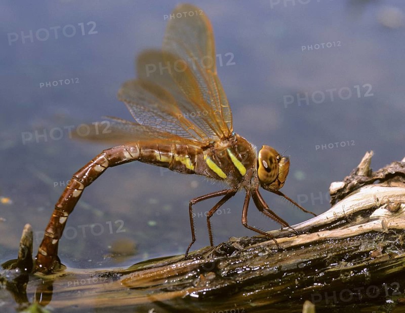 Aeshna grandis, brown mosaic maiden, brown hawker, anisoptera, damselflies, dragonflies, egg deposition, egg laying, female, insects, leo, dragonflies, odonata, female