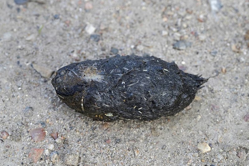 Regurgitated pellet of Eurasian eagle-owl (Bubo bubo), European eagle-owl on the ground