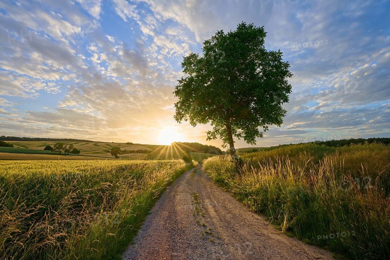 A lonely tree next to a dirt road at sunset, surrounded by vast fields and picturesque clouds, Rosshof, Großheubach, Miltenberg, Spessart, Bavaria, Germany